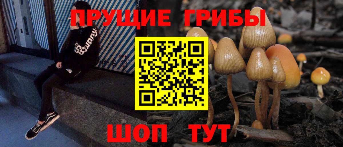 Галлюциногенные грибы Psilocybine cubensis Сегежа
